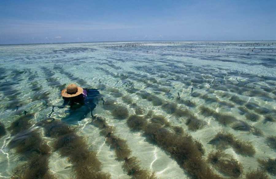 Pemilihan Lokasi Budidaya Rumput Laut