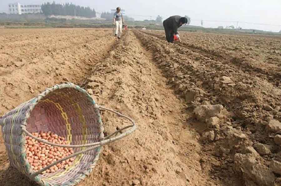 Penanaman Tanaman Kacang Tanah