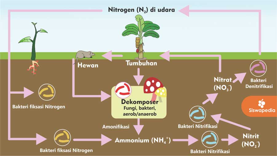 Proses Siklus Nitrogen