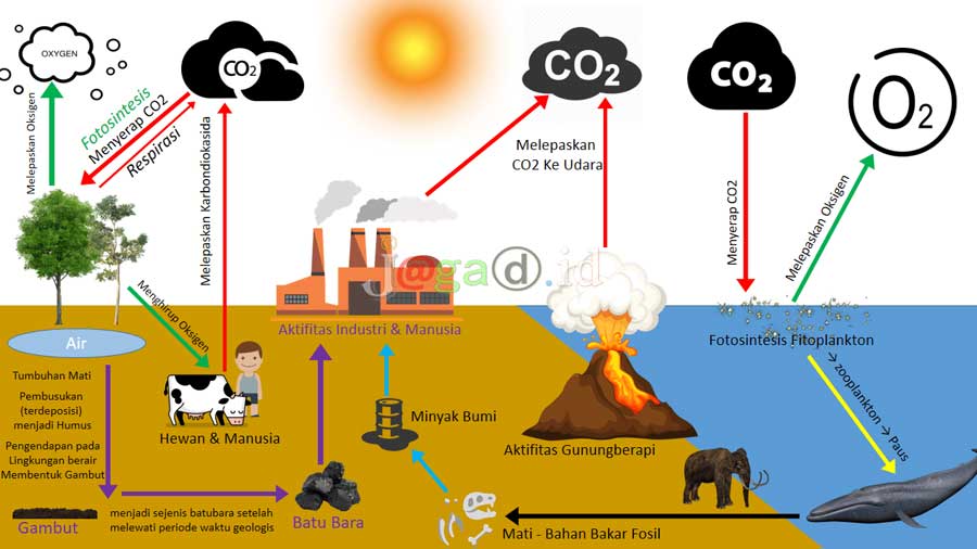 Siklus Karbon