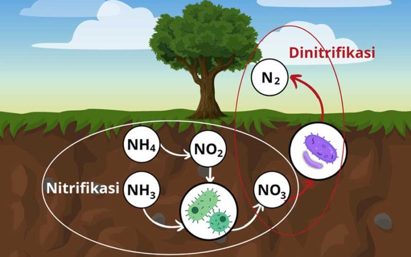 Proses Siklus Nitrogen
